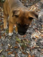 Sienna, a female Belgian Malinois and German Shepherd Dog for sale in Deland, FL – Photo 4 of 10