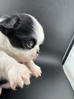 Pepper, a male Chihuahua for sale in Tulsa, OK – Photo 1 of 9