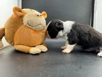 Pepper, a male Chihuahua for sale in Tulsa, OK – Photo 6 of 9