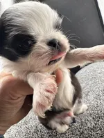 Pepper, a male Chihuahua for sale in Tulsa, OK – Photo 4 of 9