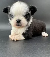 Pepper, a male Chihuahua for sale in Tulsa, OK – Photo 7 of 9