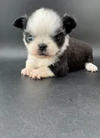 Pepper, a male Chihuahua for sale in Tulsa, OK – Photo 2 of 9