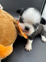 Pepper, a male Chihuahua for sale in Tulsa, OK – Photo 3 of 9