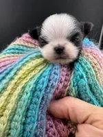 Pepper, a male Chihuahua for sale in Tulsa, OK – Photo 9 of 9