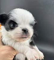 Pepper, a male Chihuahua for sale in Tulsa, OK – Photo 5 of 9