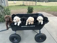 Yellow Lab (Purple), a male Labrador Retriever for sale in Olar, SC – 3 of 8