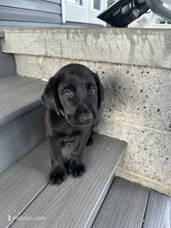 Black Lab (Brown) – Labrador Retriever puppy for sale in Olar, SC