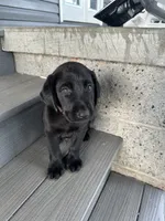 Black Lab (Brown), a male Labrador Retriever for sale in Olar, SC – 1 of 10