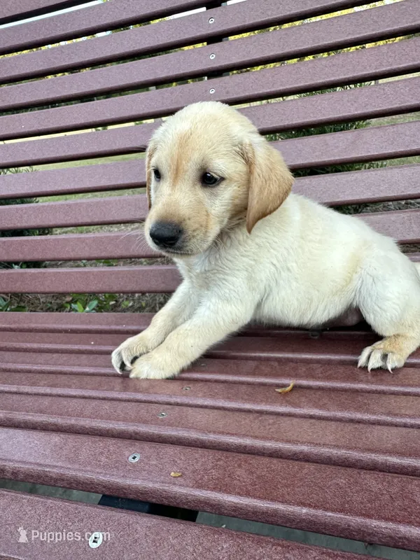 Yellow Lab (Brown) – Labrador Retriever puppy for sale in Olar, SC