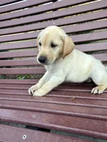 Yellow Lab (Brown), a male Labrador Retriever for sale in Olar, SC – 1 of 8