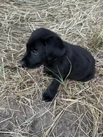 Black Lab (Teal), a male Labrador Retriever for sale in Olar, SC – 2 of 9
