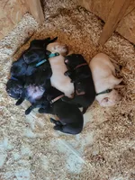 Black Lab (Dark Green), a male Labrador Retriever for sale in Olar, SC – 6 of 9