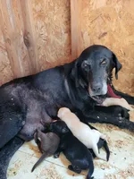 Black Lab (Blue), a male Labrador Retriever for sale in Olar, SC – 6 of 8