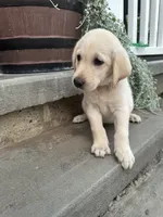 Yellow Lab (Purple), a male Labrador Retriever for sale in Olar, SC – 2 of 8