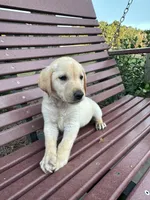 Yellow Lab (Brown), a male Labrador Retriever for sale in Olar, SC – 2 of 8