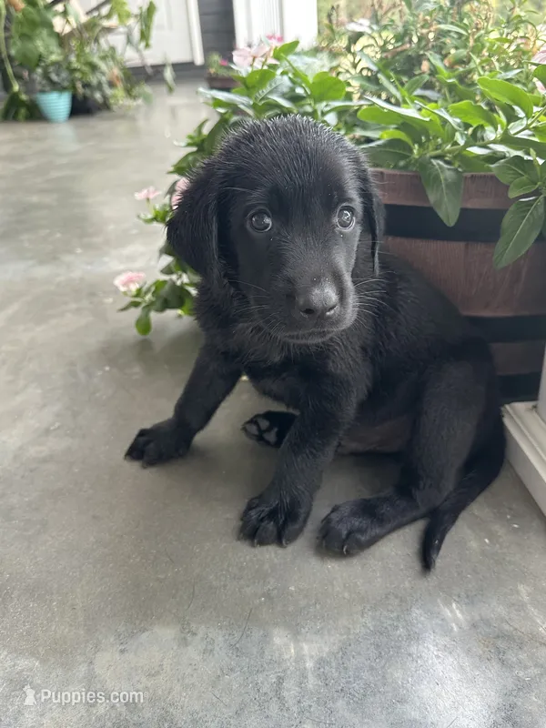 Black Lab (Blue) – Labrador Retriever puppy for sale in Olar, SC