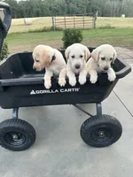 Yellow Lab (Green), a male Labrador Retriever for sale in Olar, SC – 3 of 7