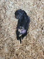 Black Lab (Dark Green), a male Labrador Retriever for sale in Olar, SC – 5 of 9