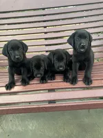 Black Lab (Teal), a male Labrador Retriever for sale in Olar, SC – 4 of 9