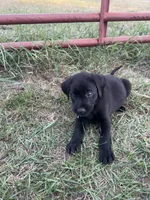 Black Lab (Dark Green), a male Labrador Retriever for sale in Olar, SC – 2 of 9