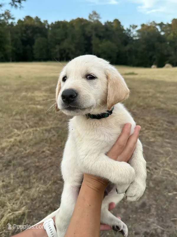 Yellow Lab (Green) – Labrador Retriever puppy for sale in Olar, SC