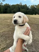 Yellow Lab (Green), a male Labrador Retriever for sale in Olar, SC – 1 of 7