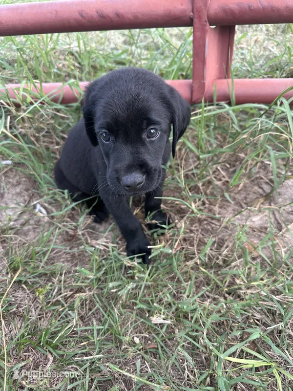Black Lab (Dark Green) – Labrador Retriever puppy for sale in Olar, SC