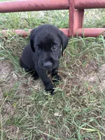 Black Lab (Dark Green), a male Labrador Retriever for sale in Olar, SC – 1 of 9