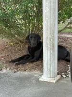 Yellow Lab (Purple), a male Labrador Retriever for sale in Olar, SC – 8 of 8