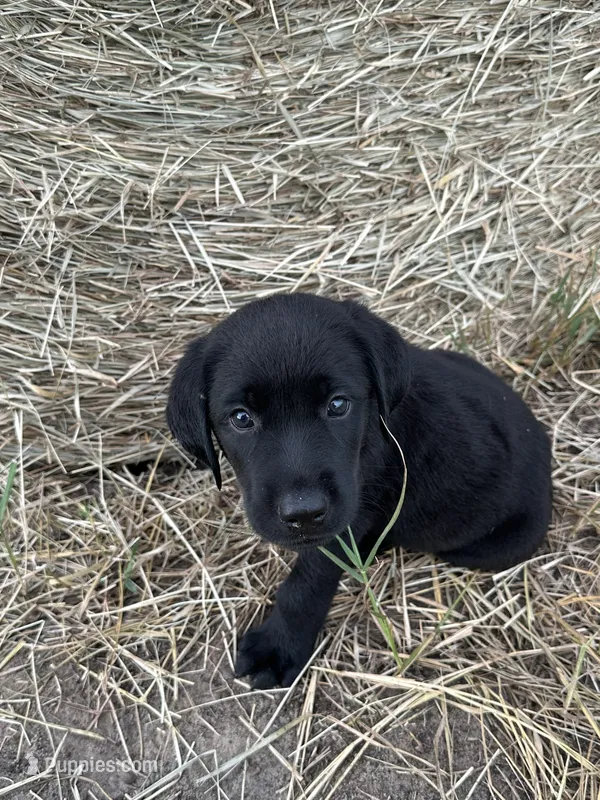 Black Lab (Teal) – Labrador Retriever puppy for sale in Olar, SC