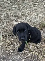 Black Lab (Teal), a male Labrador Retriever for sale in Olar, SC – 1 of 9