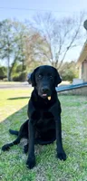 Black Lab (Brown), a male Labrador Retriever for sale in Olar, SC – 9 of 10