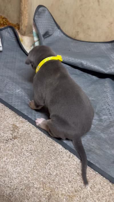 Yellow collat, a male Great Dane for sale in Webb City, MO – 10 of 10