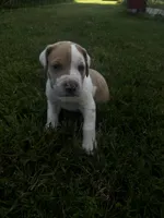 Pink collar , a female Great Dane for sale in Webb City, MO – 3 of 9