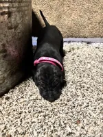 Pink collar, a female Great Dane for sale in Webb City, MO – 3 of 9