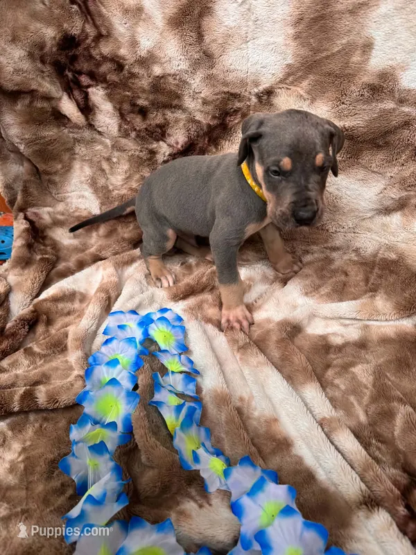 Yellow collat – Great Dane puppy for sale in Webb City, MO