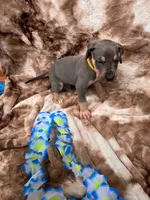 Yellow collat, a male Great Dane for sale in Webb City, MO – 1 of 10