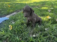 Purple collar , a female Great Dane for sale in Webb City, MO – 5 of 9