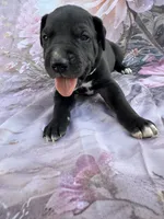 Gray collar 3 musketeers , a male Great Dane for sale in Webb City, MO – 2 of 10