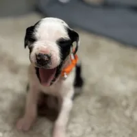 Orange collar , a male Great Dane for sale in Webb City, MO – 2 of 10