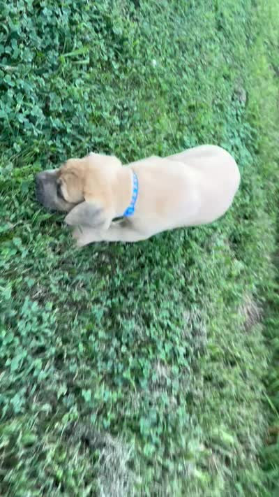 Fawn , a male Great Dane for sale in Webb City, MO – 9 of 10