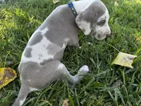 Royal blue, a male Great Dane for sale in Webb City, MO – 2 of 10