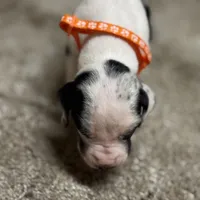 Orange collar , a male Great Dane for sale in Webb City, MO – 8 of 10