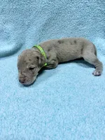Lime green, a male Great Dane for sale in Webb City, MO – 4 of 10