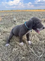 Turquoise, a male Great Dane for sale in Webb City, MO – 4 of 10