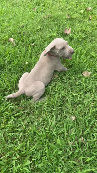 Red collar, a male Great Dane for sale in Webb City, MO – 8 of 8