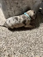 Turquoise , a male Great Dane for sale in Webb City, MO – 5 of 8