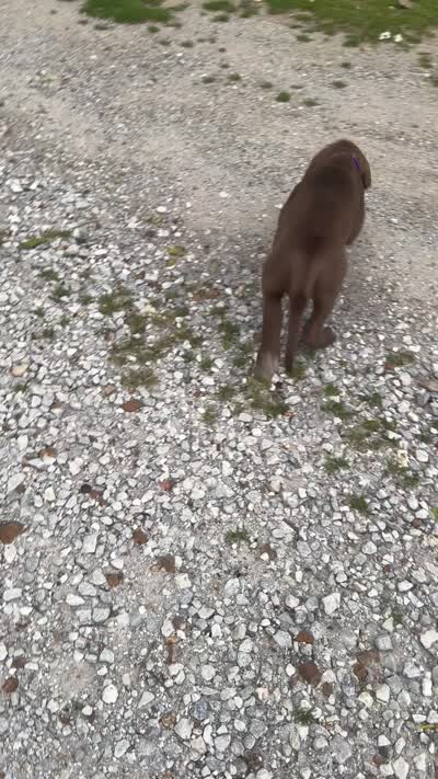 Purple, a female Great Dane for sale in Webb City, MO – 9 of 9
