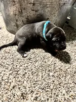 Turquoise- Oreo , a male Great Dane for sale in Webb City, MO – 8 of 9