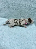 Pinky, a female Great Dane for sale in Webb City, MO – 2 of 10